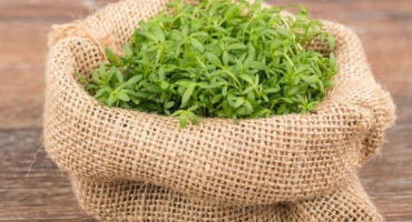 Řeřicha - její odrůdy a jemnosti pěstování