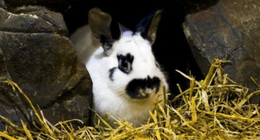 Králík plemene strokach