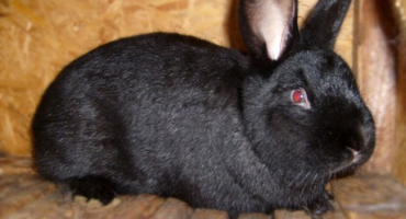 Králíci novozélandského plemene: vlastnosti a chov