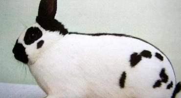 Motýlí králíci: popis a charakteristika