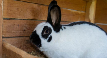 Králíci plemene motýl