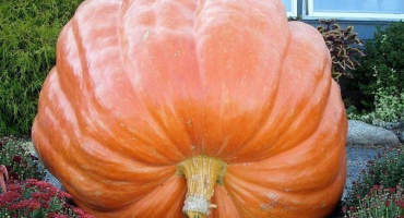 Dýně velkoplodá: vlastnosti, odrůdy, výsadba a péče