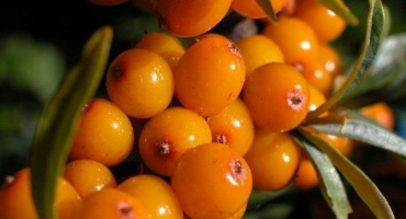 Ořešník řešetlákový: popis a vlastnosti pěstování