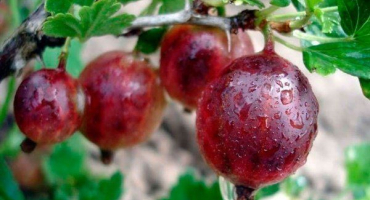 Merlík datlový: hlavní charakteristiky a doporučení pro pěstování