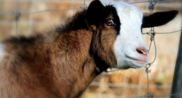 Kdo jsou omdlé kozy? Vlastnosti plemene a obsah