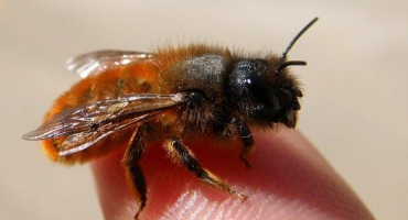 Kdo jsou osmium: fotografie, lokalita a druhy