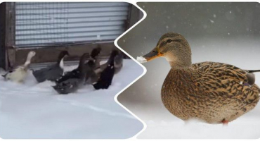 Kde kachny létají na zimu a rysy migrace, důvody pro návrat