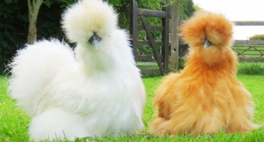 Kuřata dekorativních plemen