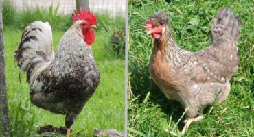 Chickens legbar: vše o plemeni a jeho chovu