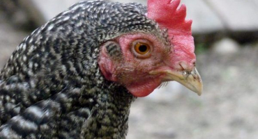 Kuřata mechelen kukačka (malina): rysy plemene a jeho chov