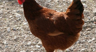 Rodonit nosnic: přehled kříže