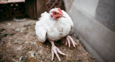 Kuřata v zimě padají na nohy: jaký je důvod?