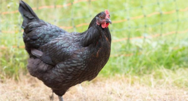 Kuřata plemene australorp