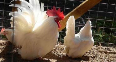 Kuřata plemene shabo