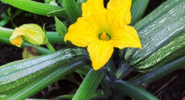 Keřové odrůdy cukety