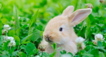 Quinoa v jídelníčku králíků