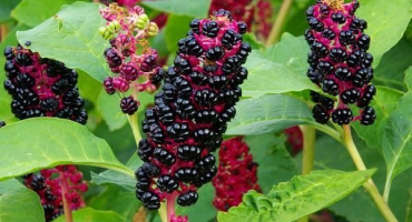 Léčivé a užitečné vlastnosti bobulí amerického lakonosu, aplikace