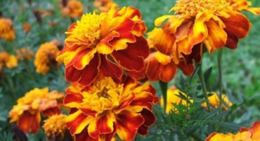 Léčivé vlastnosti a kontraindikace měsíčku lékařského, zdravotní přínosy a poškození