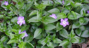 Léčivé vlastnosti a kontraindikace barvínku, aplikace a výhody květu