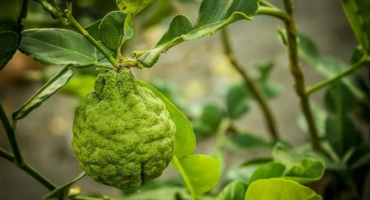 Léčivé vlastnosti a kontraindikace bergamotu