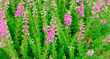 Léčivé vlastnosti a kontraindikace použití vřesu, složení