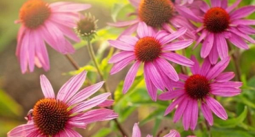 Léčivé vlastnosti a kontraindikace echinacey, použití a vedlejší účinky