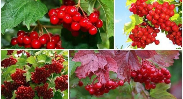 Léčivé vlastnosti a kontraindikace kalina, výhody a lidové recepty