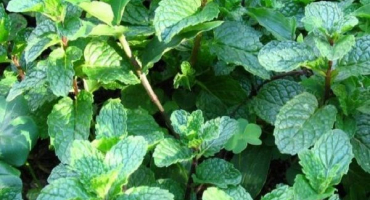 Léčivé vlastnosti a kontraindikace máty pro lidské tělo