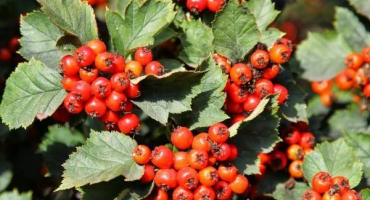 Léčivé vlastnosti a kontraindikace monardy, její použití