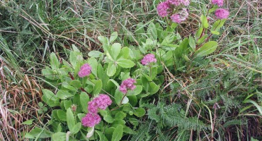 Léčivé vlastnosti a kontraindikace sedumu, výhody a poškození zdraví