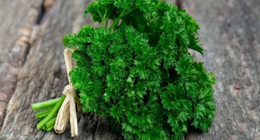 Léčivé vlastnosti a kontraindikace petržele u diabetes mellitus