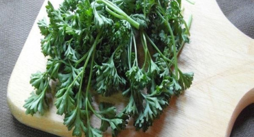 Léčivé vlastnosti a kontraindikace petržele pro lidské tělo