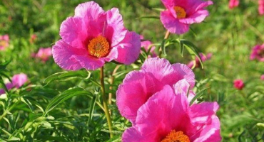 Léčivé vlastnosti a kontraindikace pivoňky vyhýbavé, složení a použití