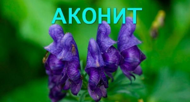 Léčivé vlastnosti a kontraindikace byliny aconite, jak správně sbírat a skladovat