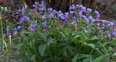 Léčivé vlastnosti a kontraindikace plicníku, pravidla aplikace