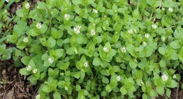 Léčivé vlastnosti a kontraindikace všivice, zdravotní přínosy a poškození