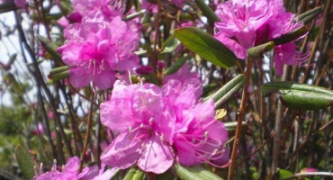Léčivé vlastnosti a kontraindikace rododendronu, použití v tradiční medicíně