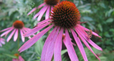 Léčivé vlastnosti a možné kontraindikace echinacey