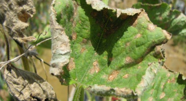 Léčba antraknózy u okurek a metody prevence