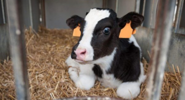 Léčba onemocnění bílých svalů u telat