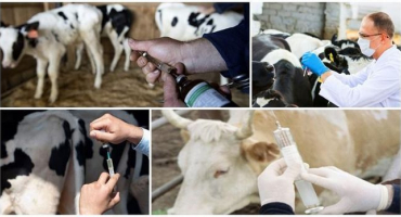 Léčba nemocí skotu, veterinární průvodce