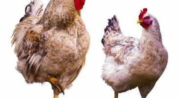 Léčba onemocnění nohou u kuřat