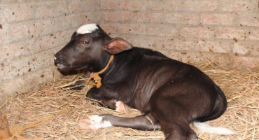 Léčba dyspepsie u mladých telat