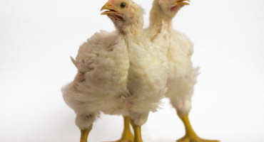 Léčba sípání a kýchání u brojlerů