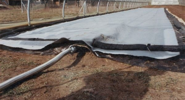 Léčba a prevence fuzáriového vadnutí rajčat