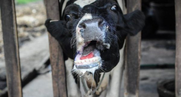 Léčba a prevence slintavky a kulhavky u krav