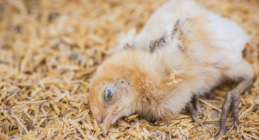 Léčba a prevence kokcidiózy u kuřat