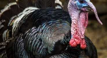 Léčba a prevence neštovic u krůt