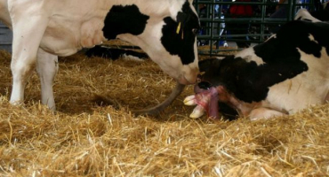 Léčba endometritidy u krav