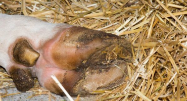 Léčba hniloby paznehtů u krav